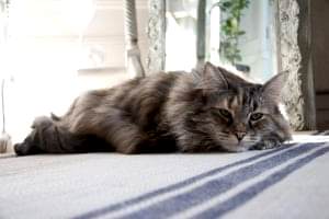 Norwegian forest cat Blue Handmade Antique Hemp Linen Rug
